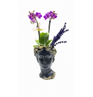 Helen Saksıda Mini Orkide (Siyah)